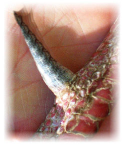 Iowa Trophy Outfitters