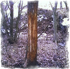 Iowa Trophy Outfitters