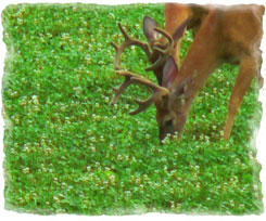 Iowa Trophy Outfitters