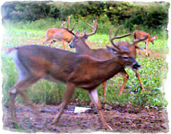 Iowa Trophy Outfitters
