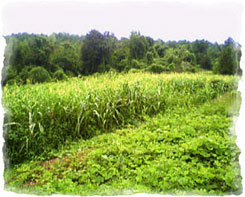 Iowa Trophy Outfitters