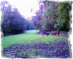 Iowa Trophy Outfitters