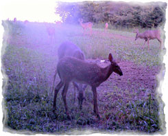 Iowa Trophy Outfitters