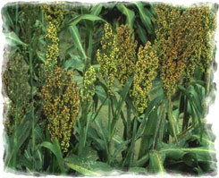 Iowa Trophy Outfitters