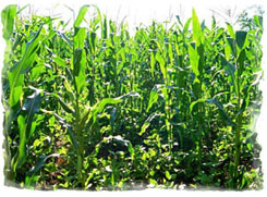 Iowa Trophy Outfitters