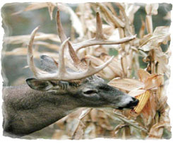 Iowa Trophy Outfitters