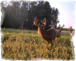 Iowa Trophy Outfitters