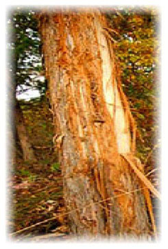 Iowa Trophy Outfitters