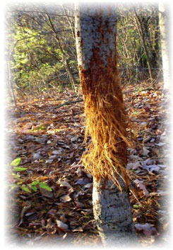 Iowa Trophy Outfitters