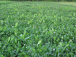 Iowa Trophy Outfitters