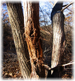 Iowa Trophy Outfitters