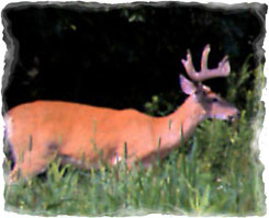 Iowa Trophy Outfitters