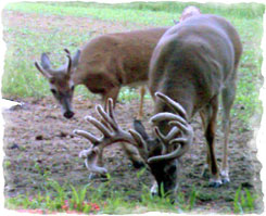 Iowa Trophy Outfitters
