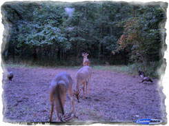 Iowa Trophy Outfitters