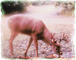 Iowa Trophy Outfitters