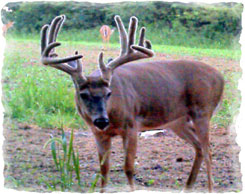 Iowa Trophy Outfitters