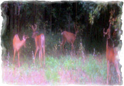 Iowa Trophy Outfitters