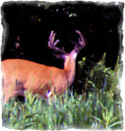 Iowa Trophy Outfitters