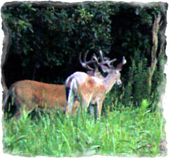 Iowa Trophy Outfitters