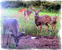 Iowa Trophy Outfitters
