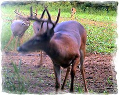 Iowa Trophy Outfitters