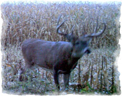 Iowa Trophy Outfitters
