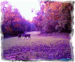 Iowa Trophy Outfitters