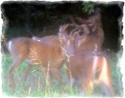 Iowa Trophy Outfitters