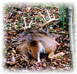 Iowa Trophy Outfitters