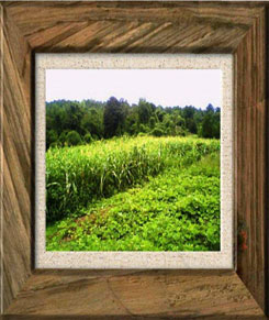 Iowa Trophy Outfitters