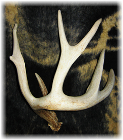 Iowa Trophy Outfitters