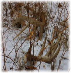 Iowa Trophy Outfitters