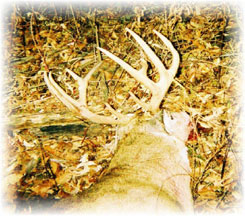 Iowa Trophy Outfitters