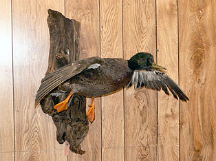 Black-Mallard.jpg (29193 bytes)