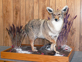Coyote-Base.jpg (32348 bytes)
