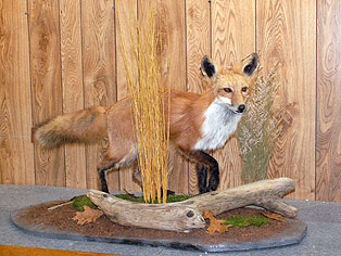 Fox-2.jpg (30514 bytes)