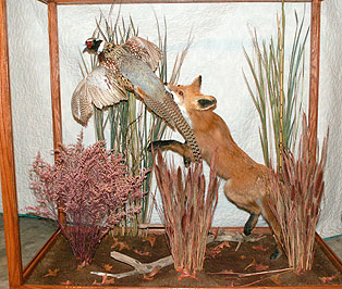 Fox-Pheasant.jpg (41236 bytes)