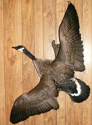 Goose-Flying.jpg (51736 bytes)
