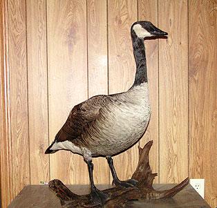 Goose.jpg (35325 bytes)