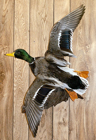 Mallard-Flying.jpg (60541 bytes)