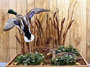 Mallard-Pair.jpg (40079 bytes)