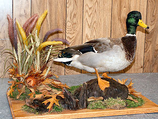 Mallard2.jpg (37548 bytes)