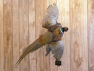Pheasant-Flying.jpg (29477 bytes)