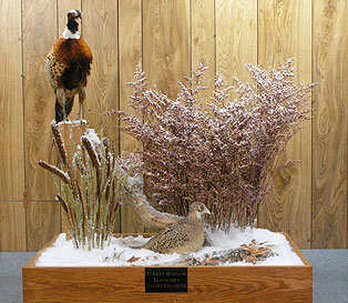 Pheasant2.jpg (37116 bytes)
