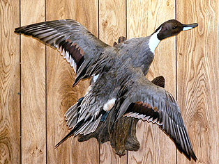 Pintail-Flying.jpg (37187 bytes)