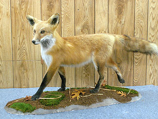 Red-Fox.jpg (30160 bytes)