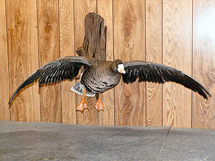 White-Front-Goose.jpg (28874 bytes)