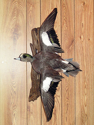 Wigeon-Drake.jpg (49973 bytes)