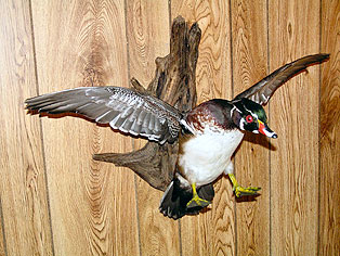 Wood-Landing.jpg (34483 bytes)