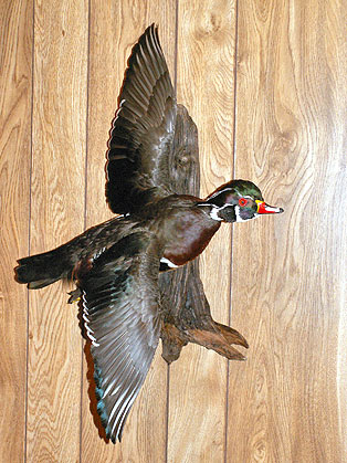 Woodie-Flying.jpg (55381 bytes)